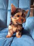 Piesek York  Terrier