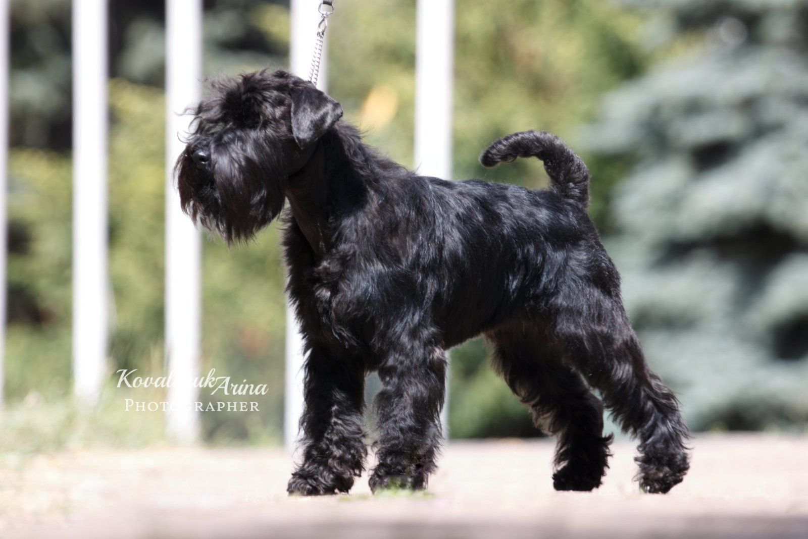 Цвергшнауцер чорний, хлопчик.