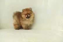 pomeranian- najpiekniejszy maluch