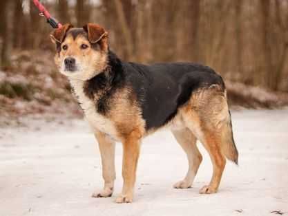 Spokojny, grzeczny misio do adopcji