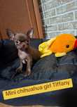 Miniaturowa czekoladowa mini dziewczynka chihuahua.