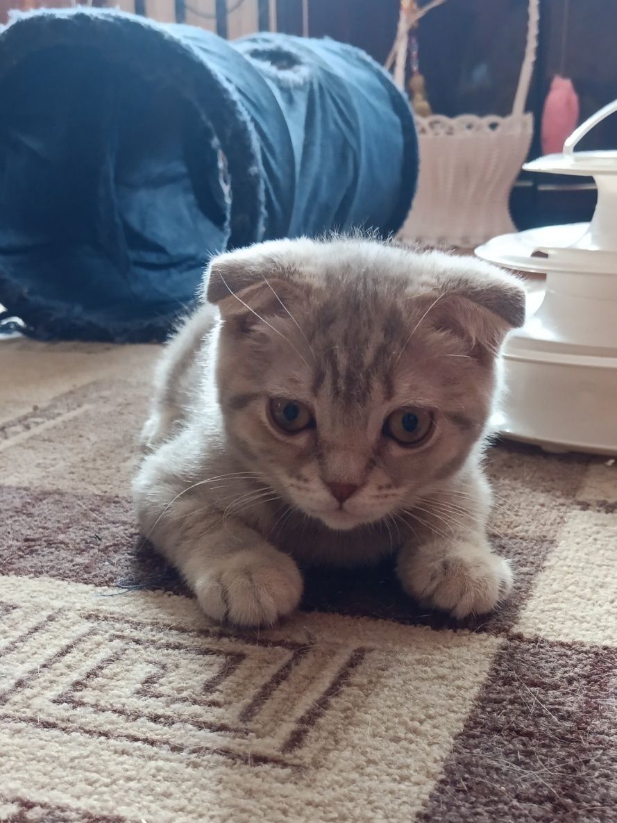 Шикарний котик чекає мамочку
