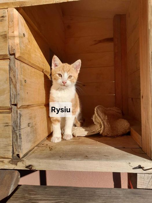 Śliczne kotki szukają dobrych domów!