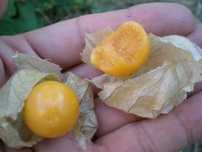 Sementes fruto physalis / tomate-capucho gourmet exótico
