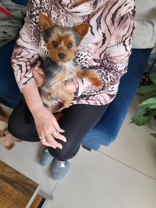 Yourshire Terrier