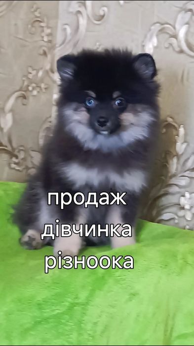 Дівчинка померанський шпіц