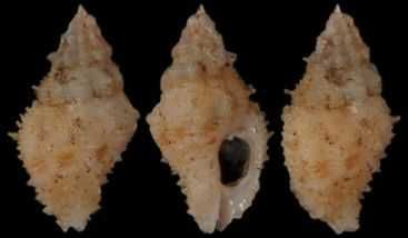 Muszle morskie- Orania rosea