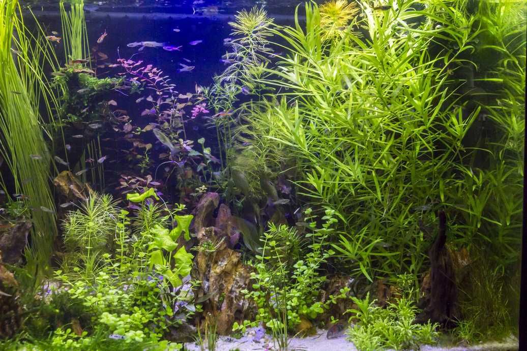 Heteranthera Zosterifolia 5x łatwa łodygówka hodowla wodna