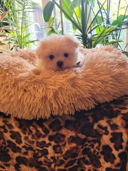 Cudowny maleńki piesek rasy maltanczyk