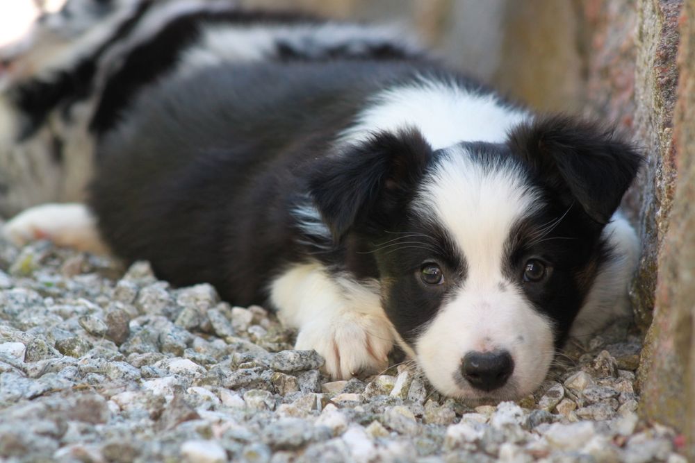 Suczka Border Collie