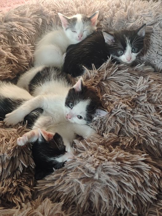 Kotki szukają nowego domu