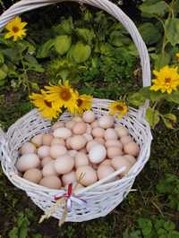 Jaja wiejskie  z ekologicznego gospodarstwa