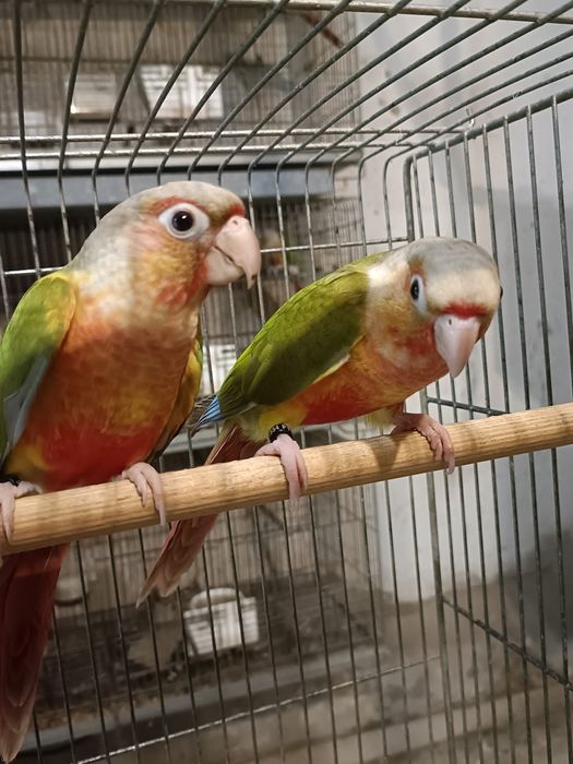 Casal de pyrruras 2025.