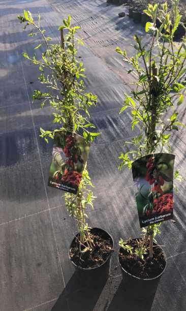 Jagoda Goji 4 letnie sadzonki - Najlepsze odmiany !!!