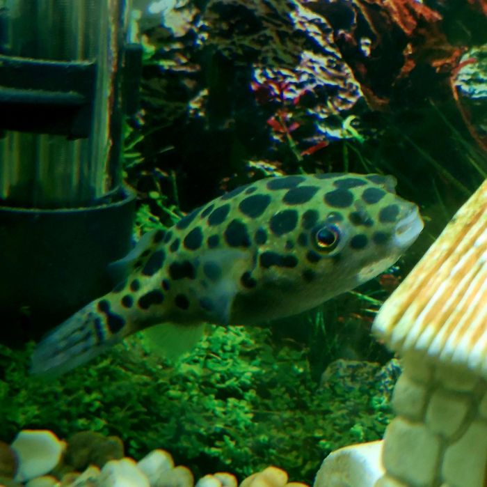 Peixe-balão (baiacu verde pintado)