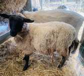 Macho Suffolk - 4 meses