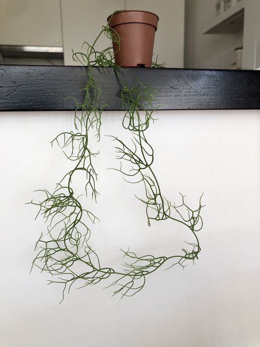 Bowiea volubilis kaudeks caudex