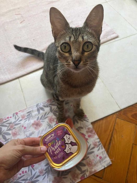 Petsitting em Lisboa