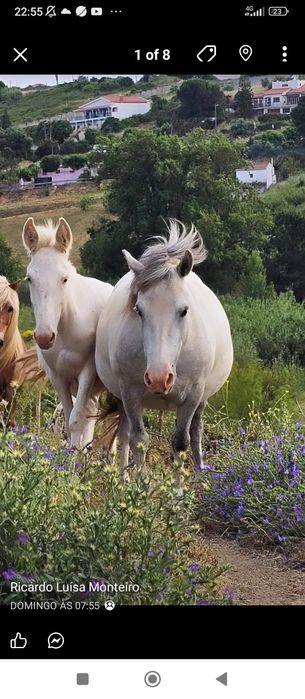 Pônei prenha  5 anos