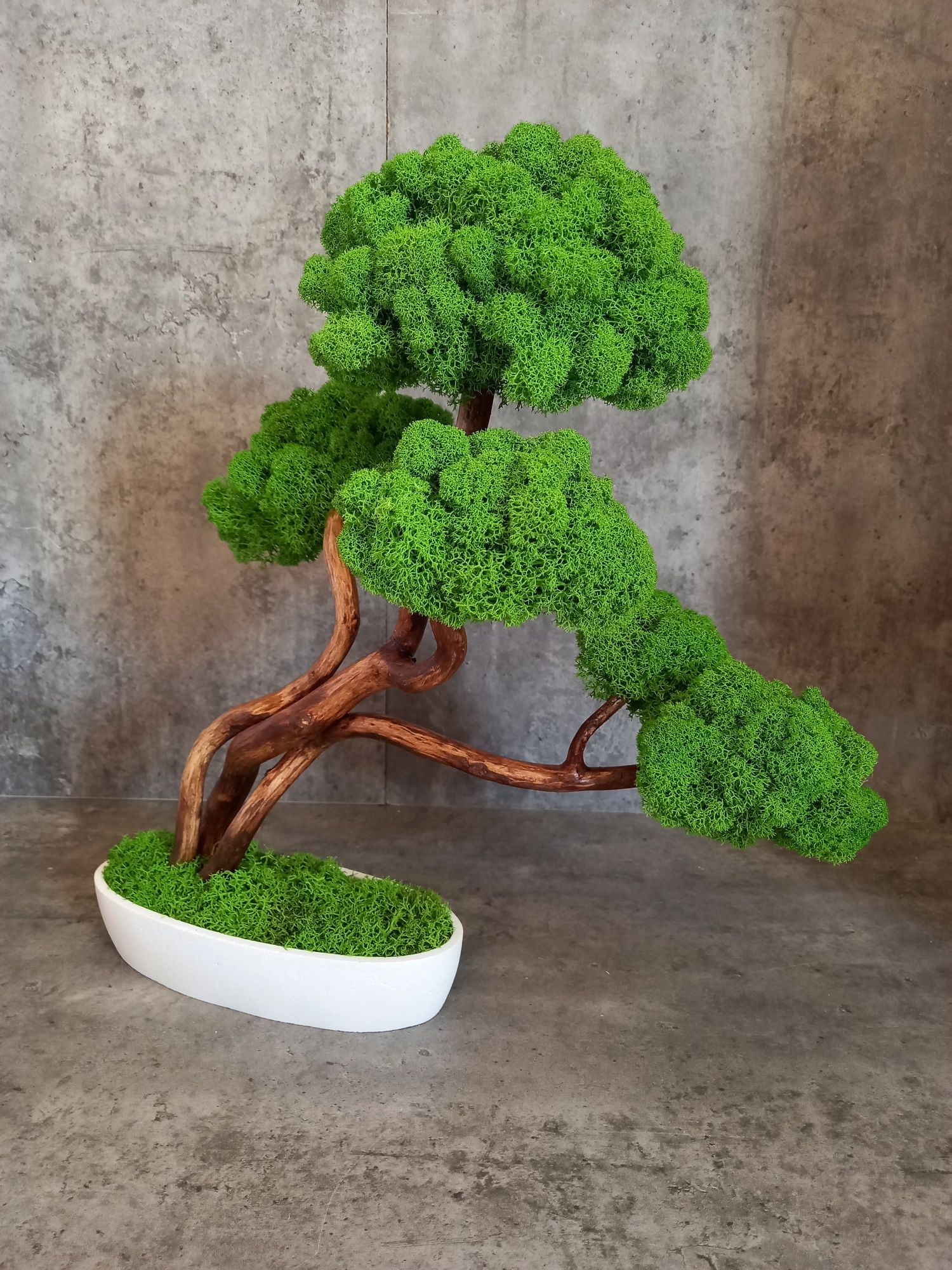 Drzewko bonsai. Mech Chrobotek.Prezent. Wyposażenie wnętrz