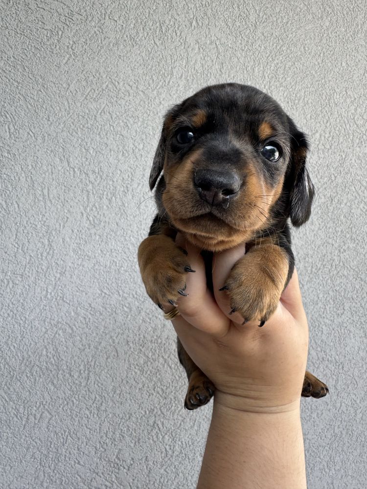 Teckel Blue Merle standard com LOP!