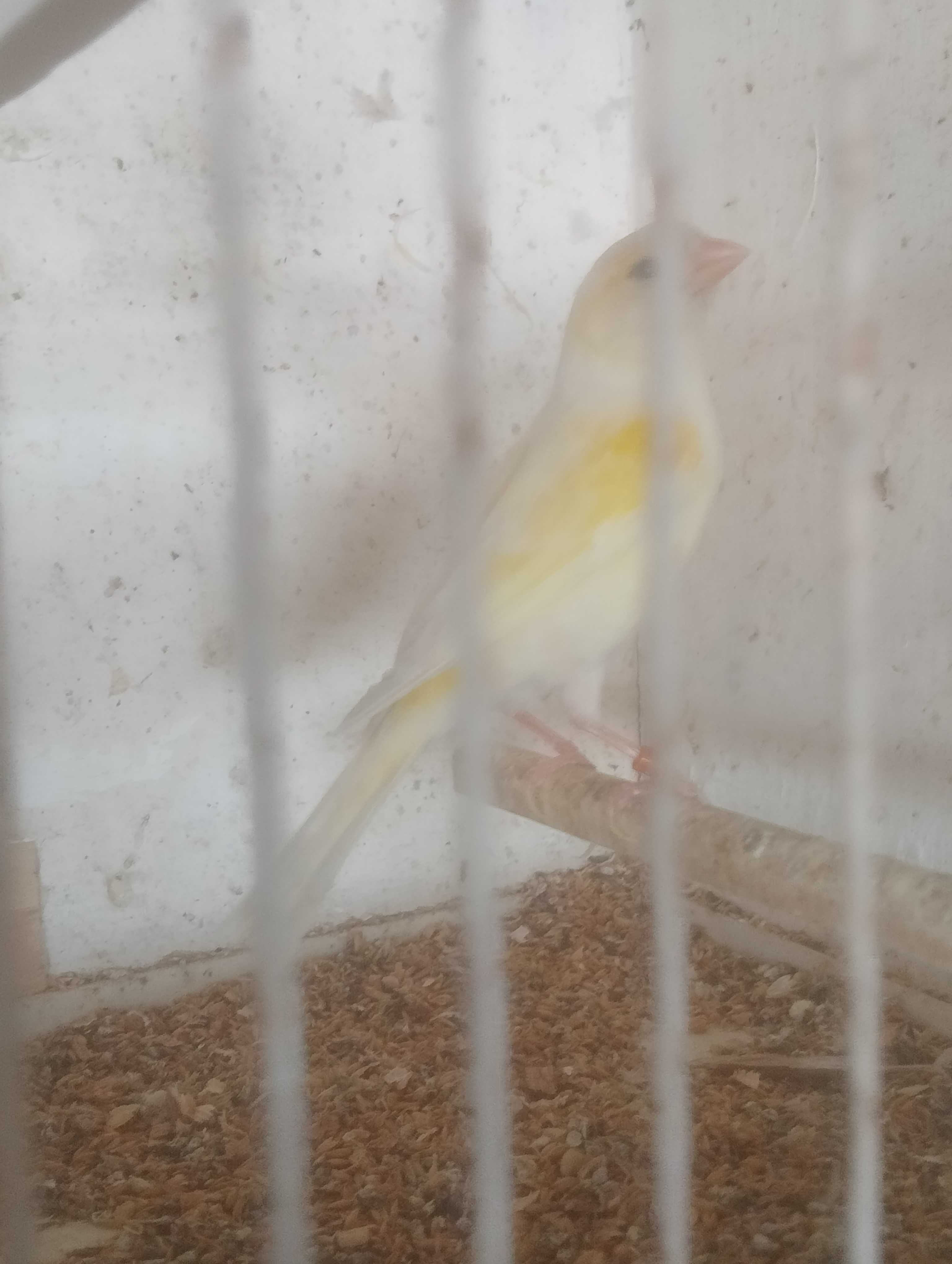 Vendo ou troco canária