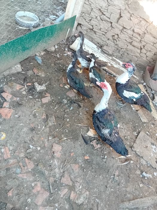 Vndo patos mudos adultos