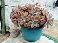 Suculenta Graptopetalum paraguayense