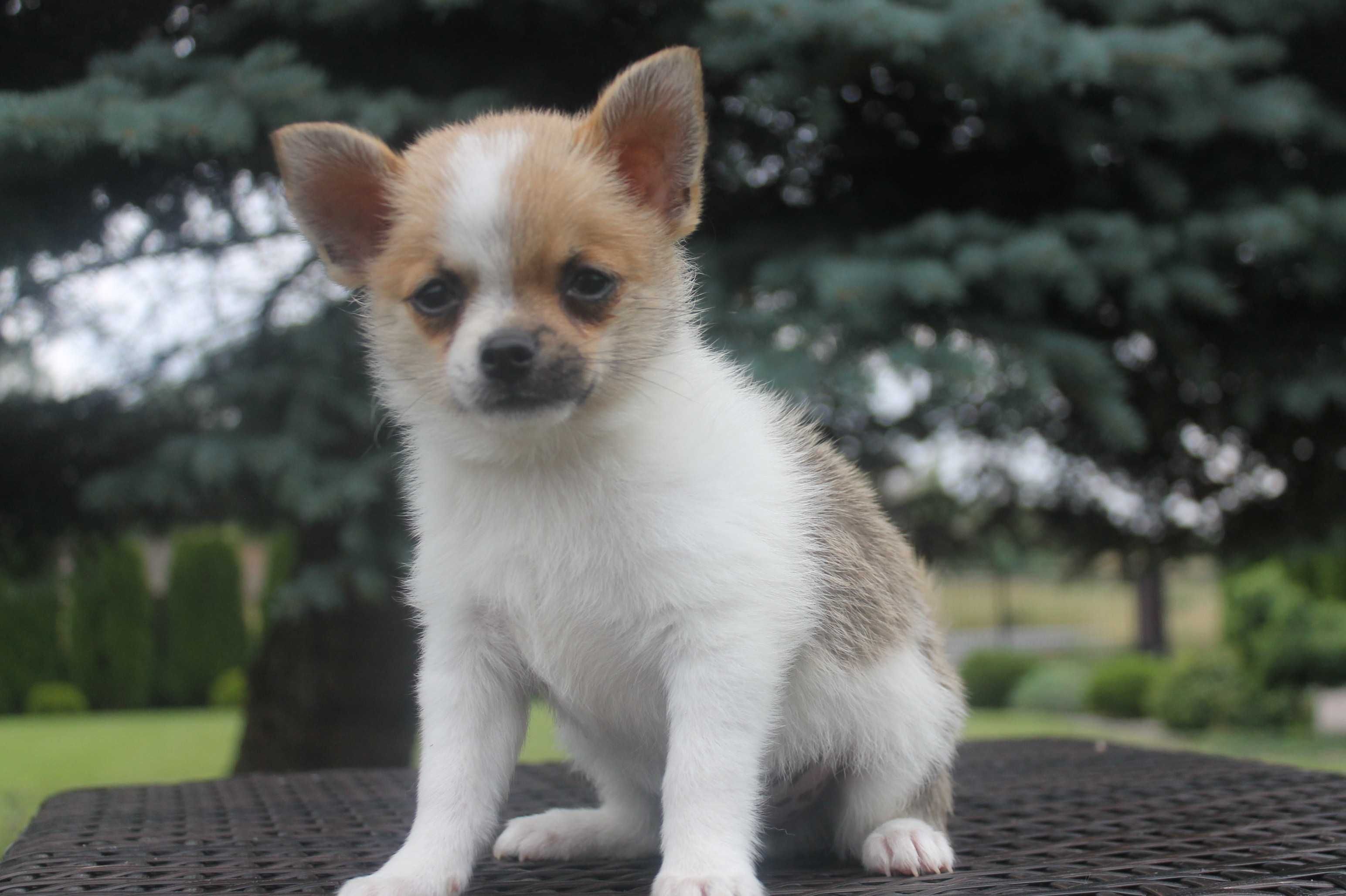 Chihuahua śliczny piesek - już do odbioru