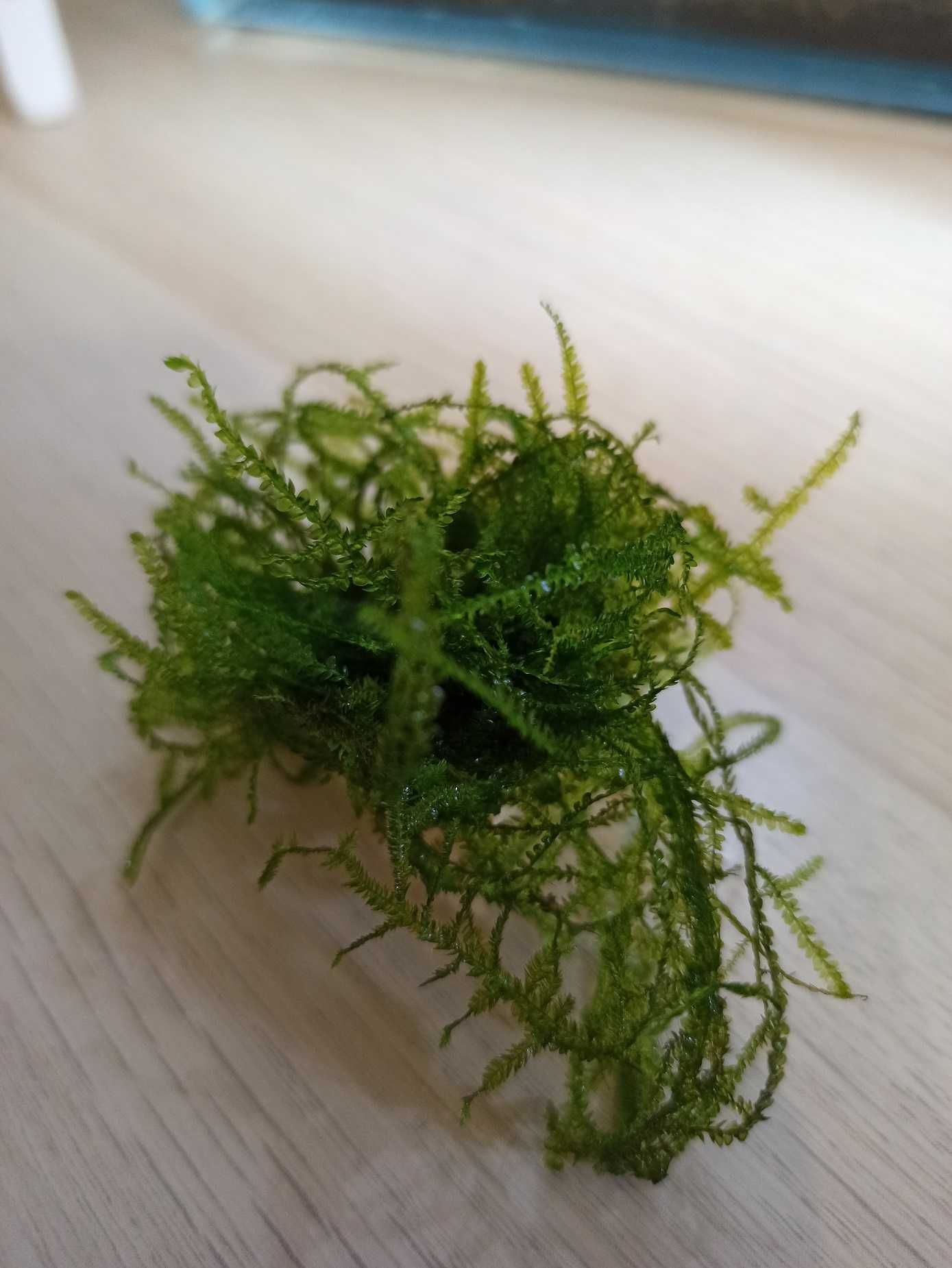 Java Moss Mech Jawajski