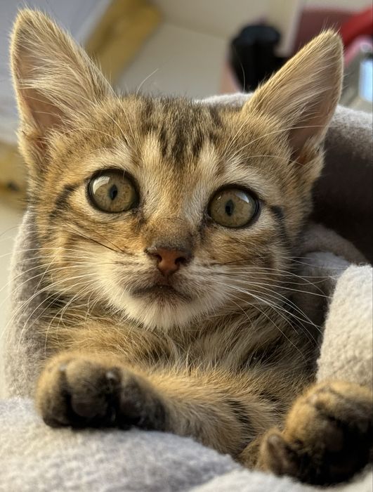Gata bebe para adoção responsavel