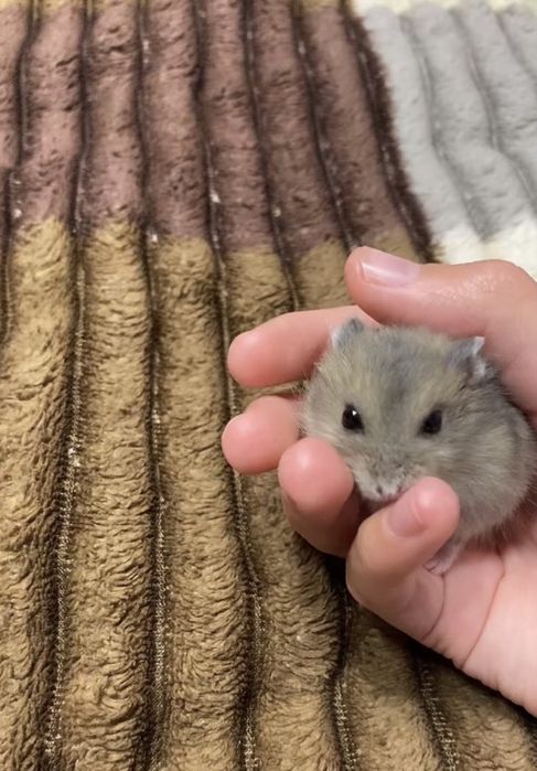 Джунгарський хомячок