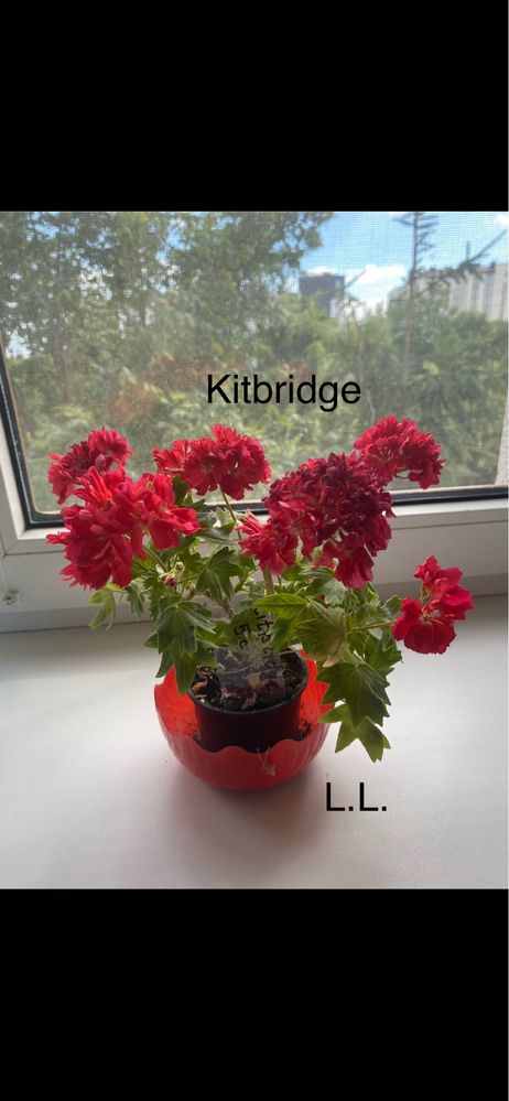 Пеларгонія Kitbridge