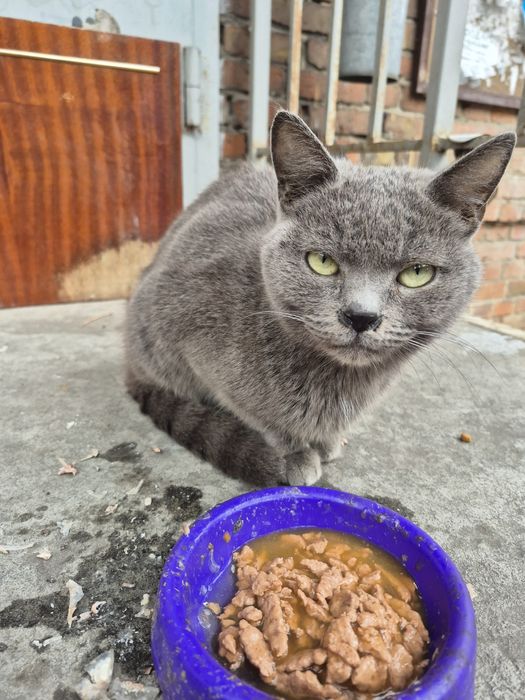 Чия киця? З'явилася в центрі міста к дворі багатоповерхівки