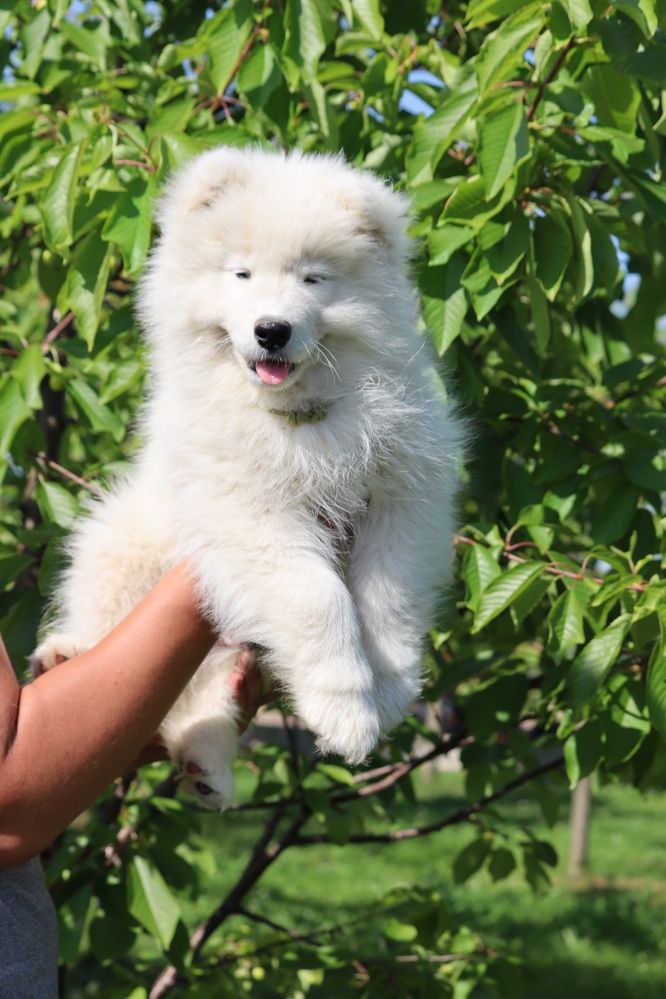 Samoyed ostatni Pies FCI/ZKwP !!