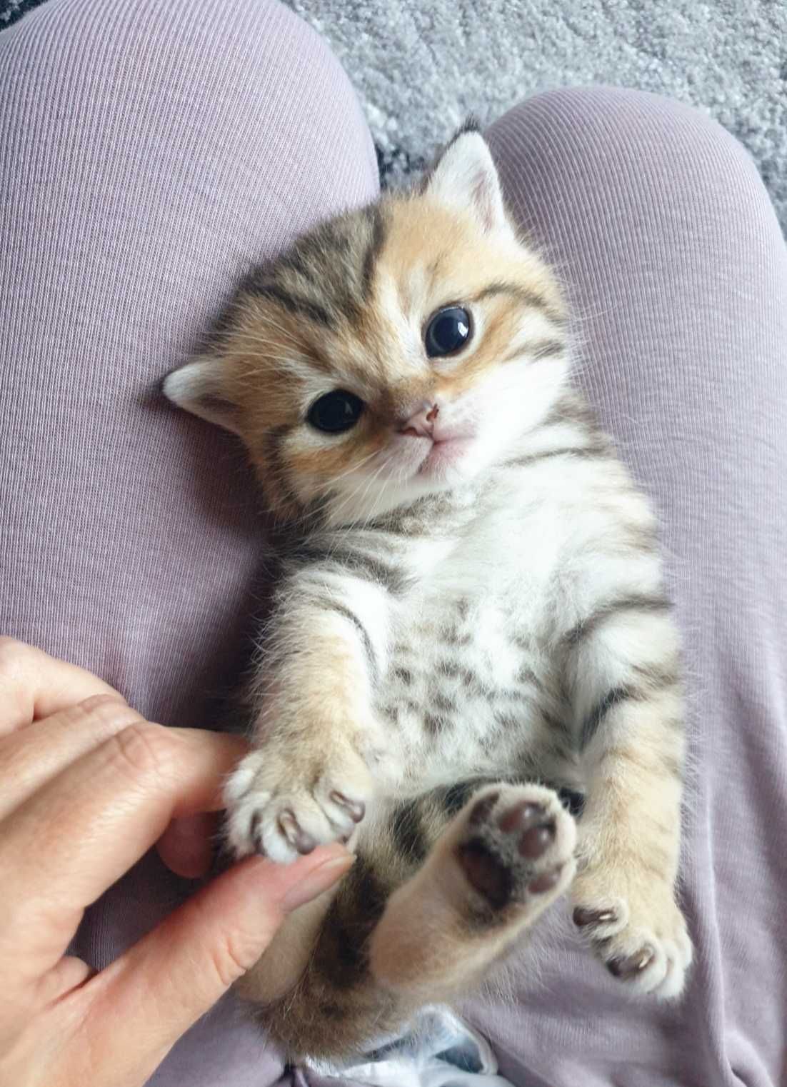 Gatinho scottish straight