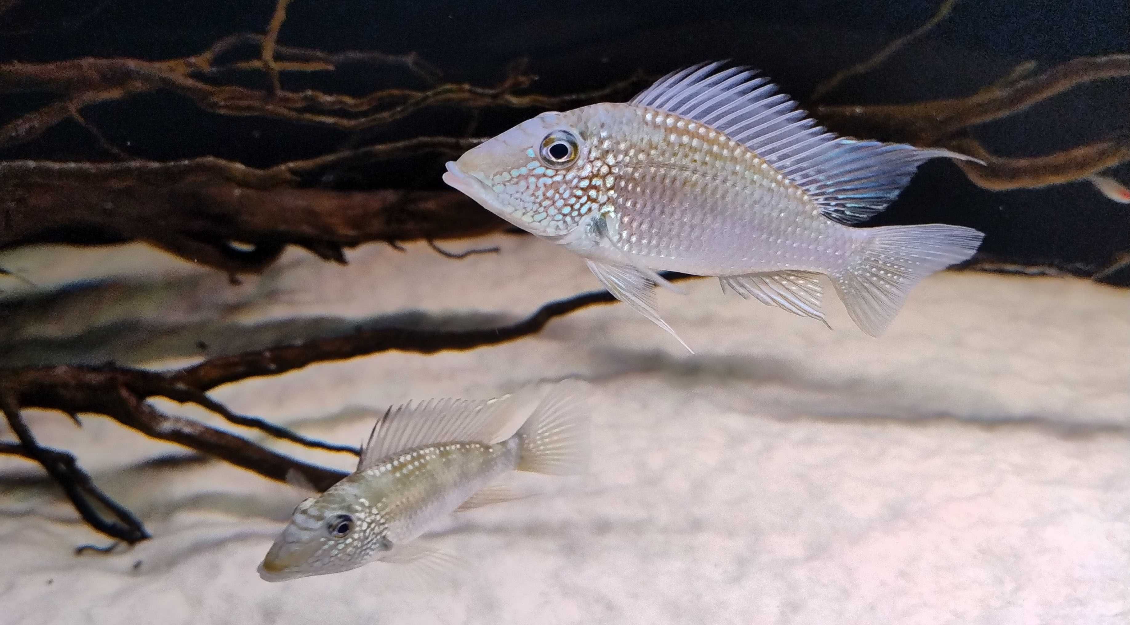 Ziemiojad Satanoperca leucosticta Geophagus