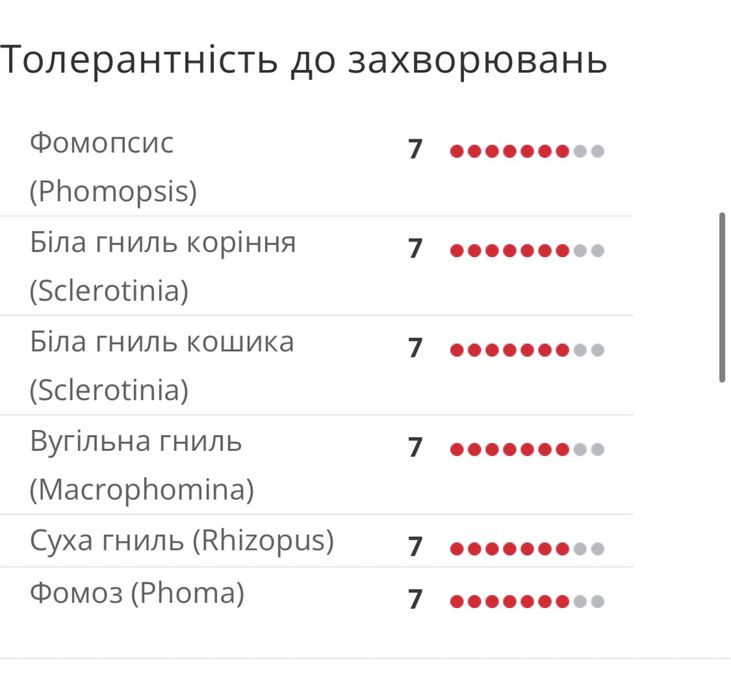 Насіння соняшнику. Limagrain 5555 LG 5555 під Євролайтинг.