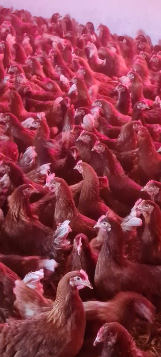 KURY NOSKI ROSA kolorowe piękne i zdrowe już z jajkami z dowozem!!