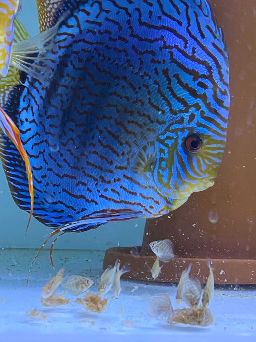 Paletki Red turkus linia Piwowarski dyskowce własna hodowla 7 cm