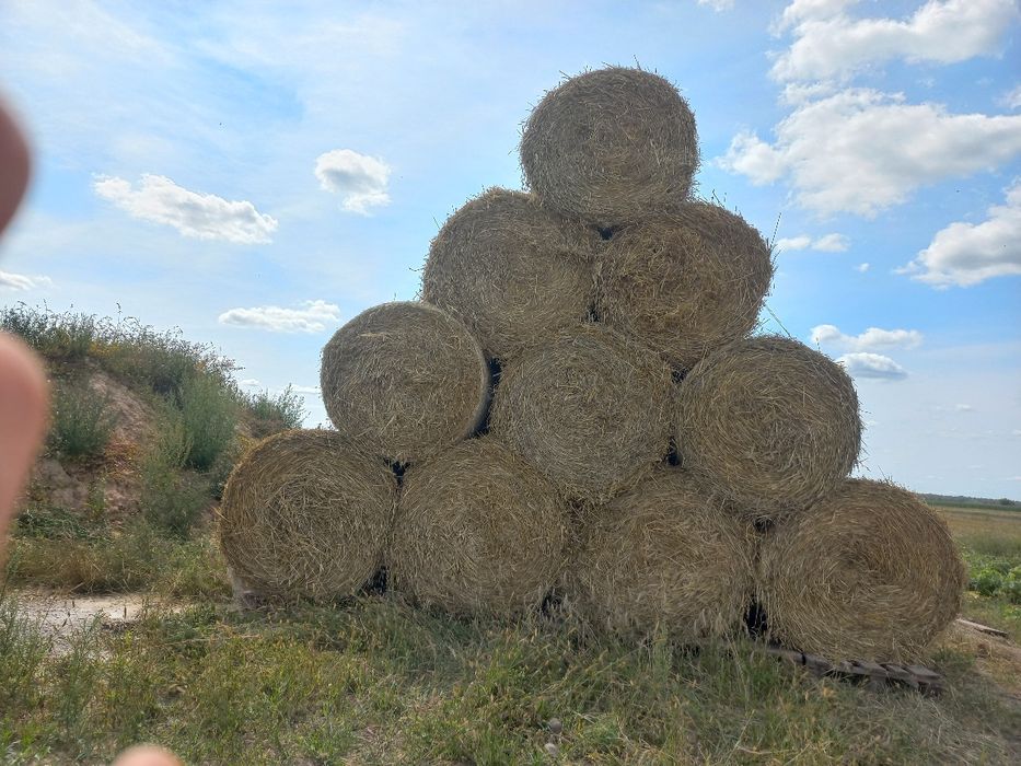Słoma w belkach tegoroczna