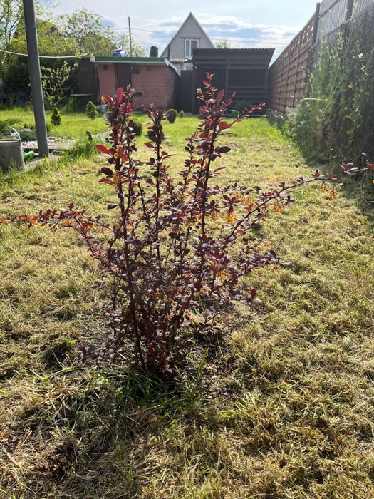 Продам дачу СТ Озон Носеловка