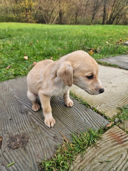 Oddam pieski za darmo