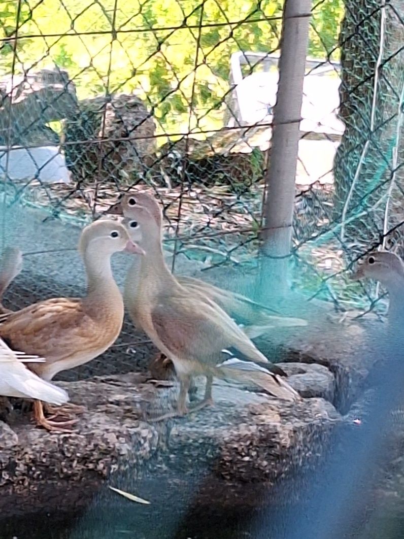 Patos mandarim canela