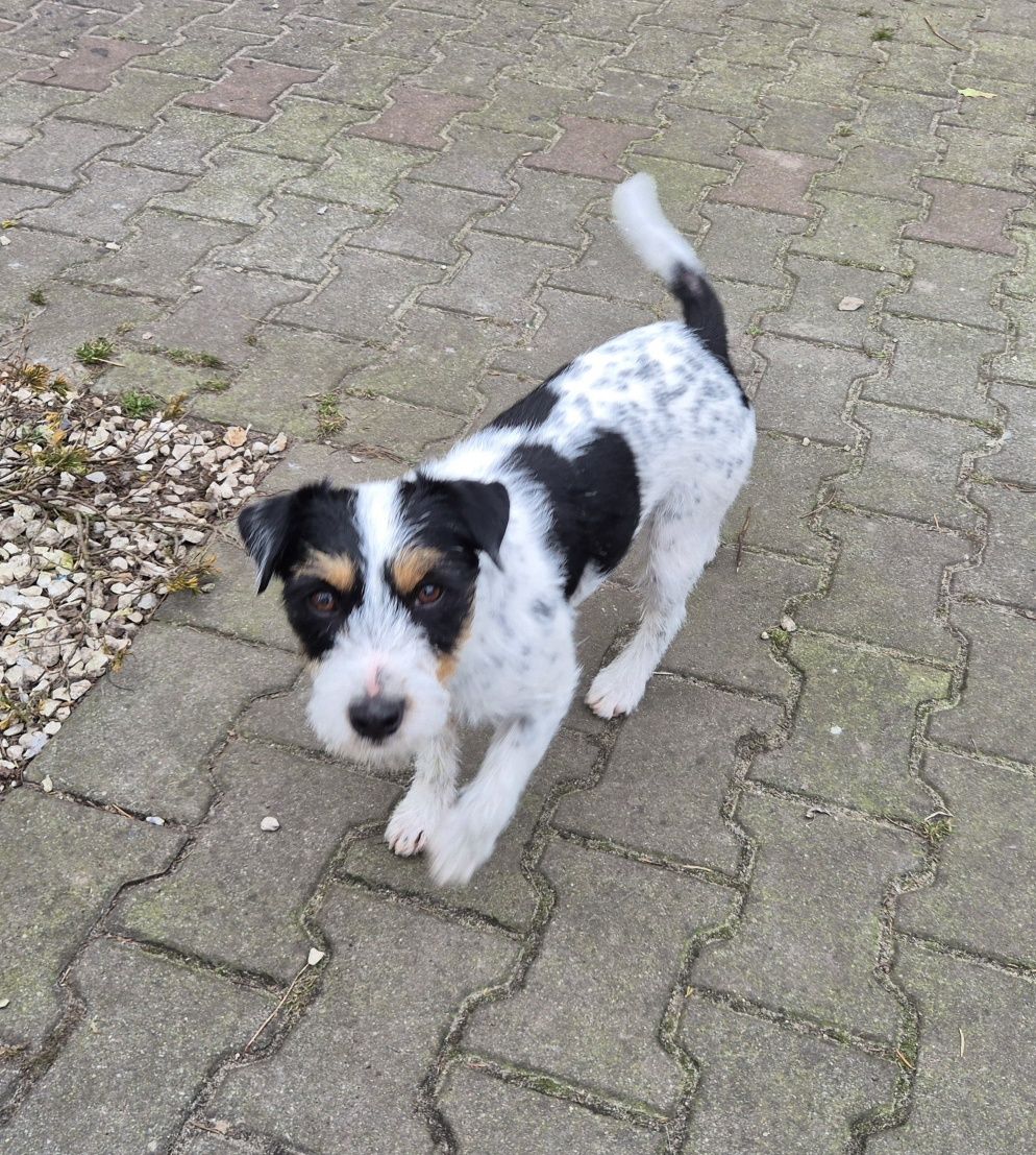 Parson Russell Terrier