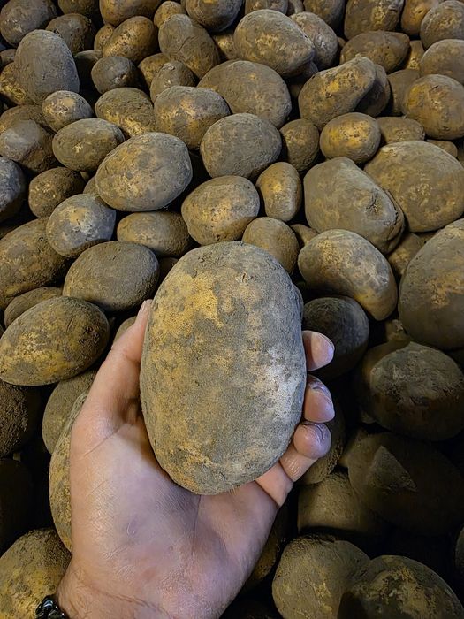 Ziemniaki jadalne odmiany Soraya