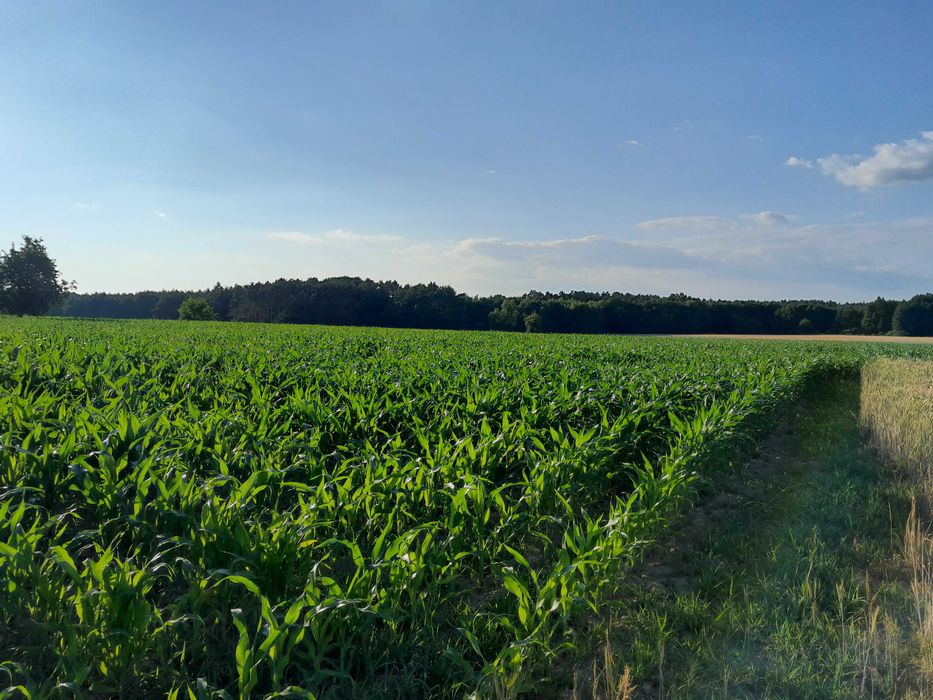 Działka budowlana 0,17 ha Dolina Baryczy