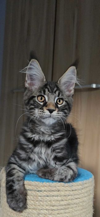 Maine Coon przepiękny klasyk