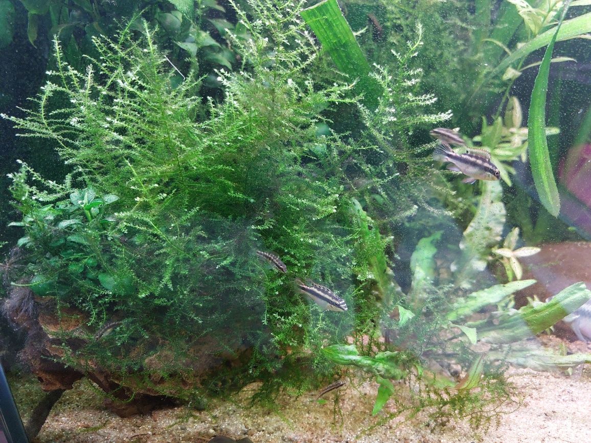 (PROMOÇÃO)Kribensis // Plantas