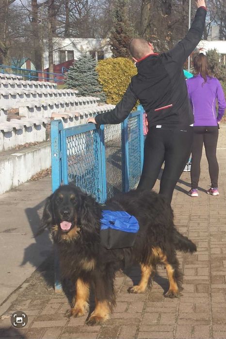 Plecak,sakwy,juki Caddis USA regulowane dla dużego psa XL golden/wilk